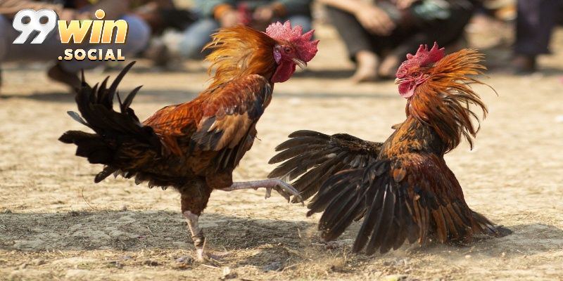 App Đá Gà Trực Tuyến 99win - Theo Dõi Trận Đấu Nhanh Chóng - SUGOKA
