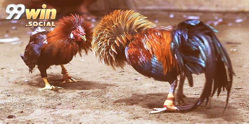 App Đá Gà Trực Tuyến 99win - Theo Dõi Trận Đấu Nhanh Chóng - SUGOKA