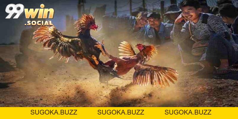 Đá Gà 99win - Trực Tiếp Đá Gà Sắc Nét, Đa Dạng Kèo Cược - SUGOKA