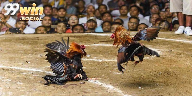 Đá Gà 99win - Trực Tiếp Đá Gà Sắc Nét, Đa Dạng Kèo Cược - SUGOKA