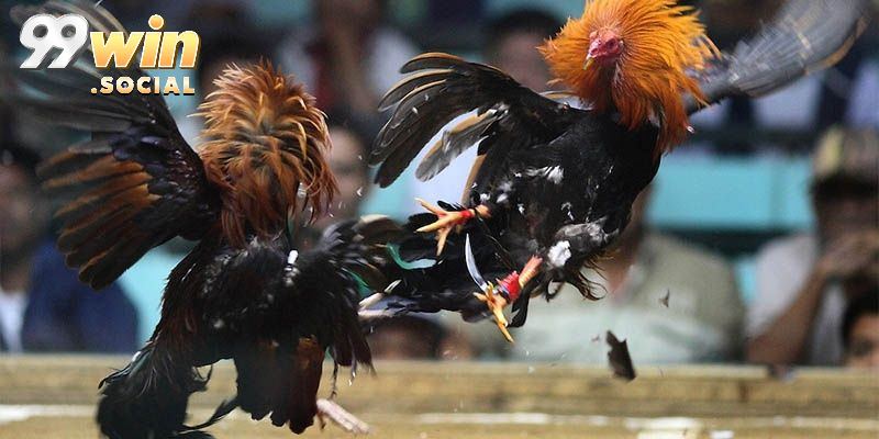 Trực Tiếp Đá Gà C1 Chất Lượng Cao, Tốc Độ Mượt Tại 99win - SUGOKA
